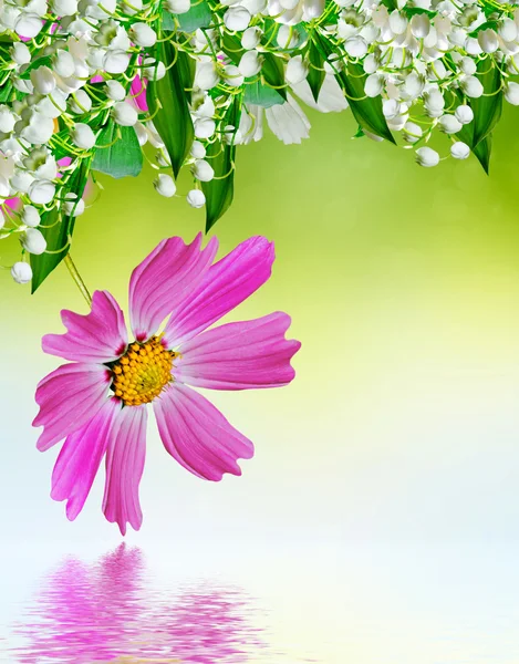 Cosmos flowers and cornflowers on a background of blue sky with — Stock Photo, Image