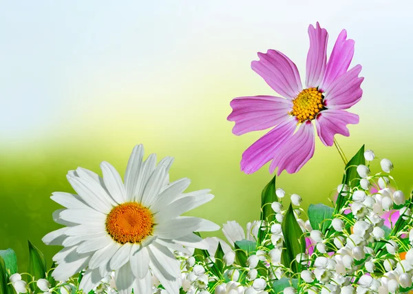 Kozmosz virágok és a háttér a kék ég, búzavirág — Stock Fotó