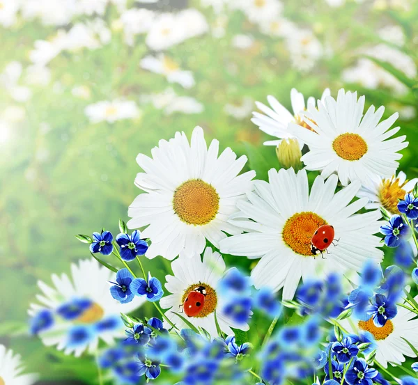 Wildblumen Gänseblümchen. Fehler. Marienkäfer. — Stockfoto