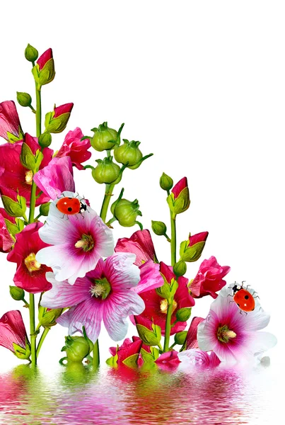 Mallow bloemen geïsoleerd op witte achtergrond — Stockfoto