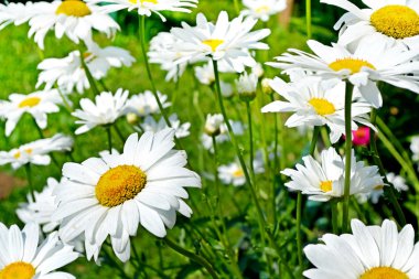 Kır çiçekleri papatya. Yaz manzara.