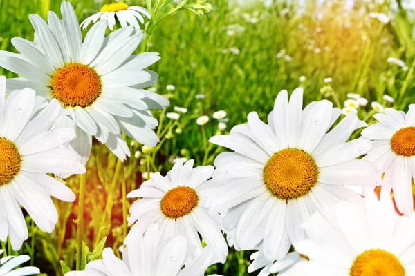 Wildblumen Gänseblümchen. Sommerlandschaft. — Stockfoto