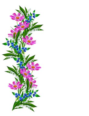 Beyaz arkaplanda izole edilmiş kozmos çiçekleri