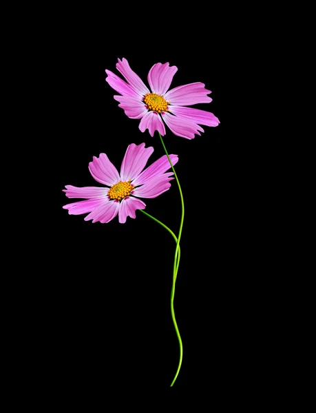 Cosmo di fiori isolato su uno sfondo nero — Foto Stock