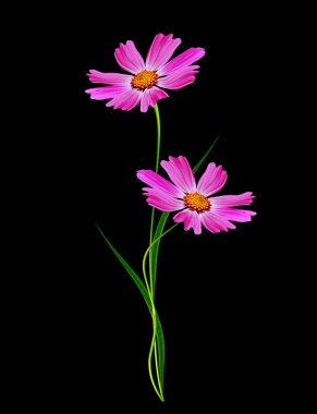 Siyah bir arka plan üzerinde izole cosmos çiçekler