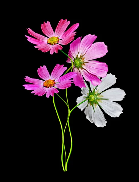 Bloemen kosmos geïsoleerd op een zwarte achtergrond — Stockfoto