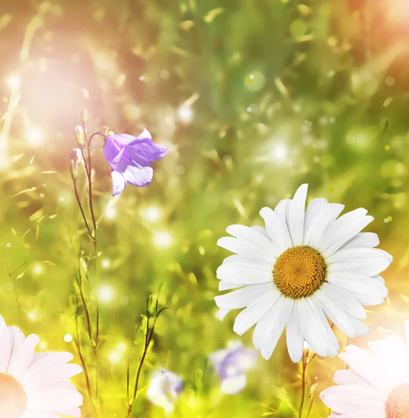 Fiori di campo margherite. Paesaggio estivo . — Foto Stock