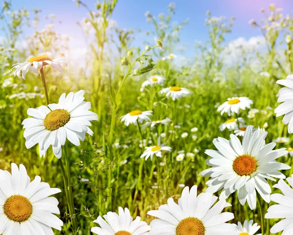 Margarete cu flori sălbatice. Peisaj de vară . — Fotografie, imagine de stoc