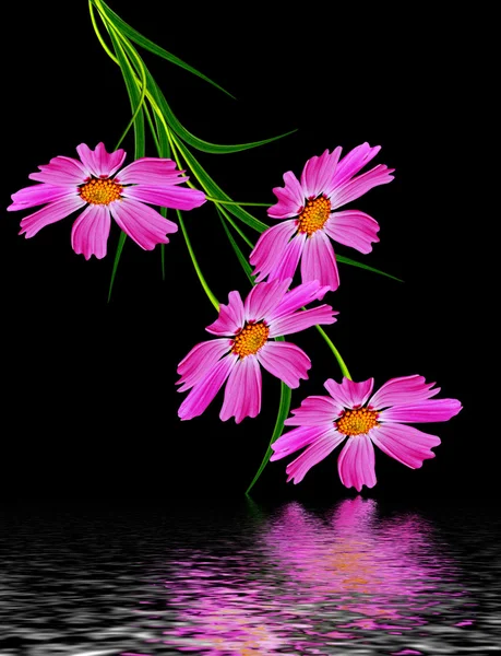검은색에 고립 된 코스모스 꽃 — 스톡 사진