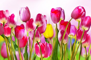 Pembe ve Sarı laleler. Nergis