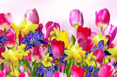 Pembe ve Sarı laleler. Nergis