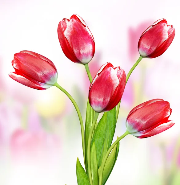 Tulipani rosa e gialli. narciso — Foto Stock