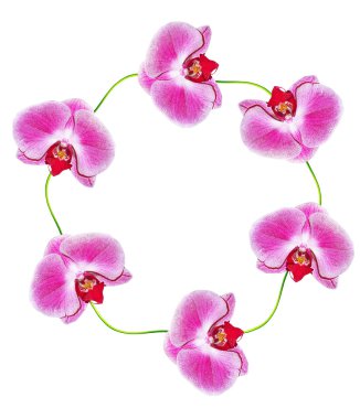 Beyaz arkaplanda izole edilmiş orkide çiçeği