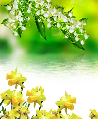 Lily vadi. Nergis