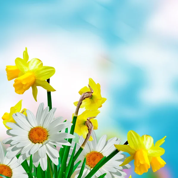 Daisy blommor på blå himmel bakgrund. Narcissus — Stockfoto