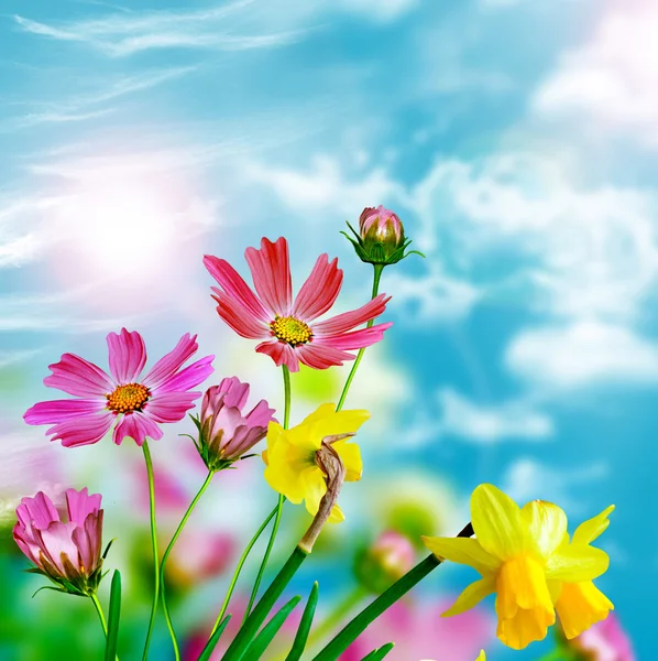 Flores de margarita sobre fondo de cielo azul. narciso — Foto de Stock