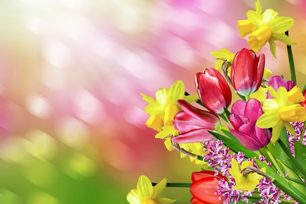 Lente bloemen narcissen en tulpen — Stockfoto