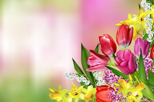 Spring flowers daffodils and tulips — Stock Photo, Image