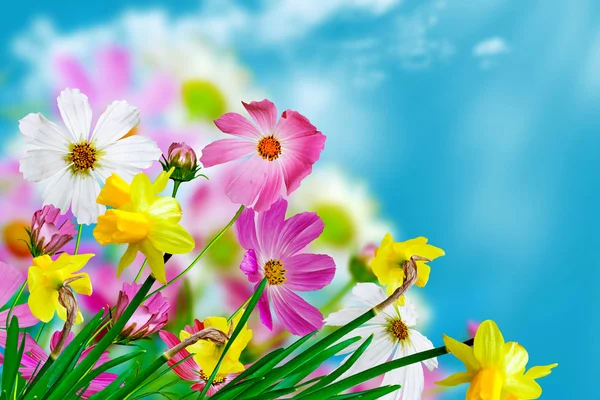 Gänseblümchen Blumen auf blauem Himmel Hintergrund — Stockfoto