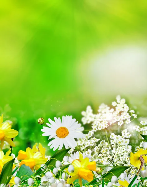 Summer landscape. Wildflowers daisies — Stock Photo, Image