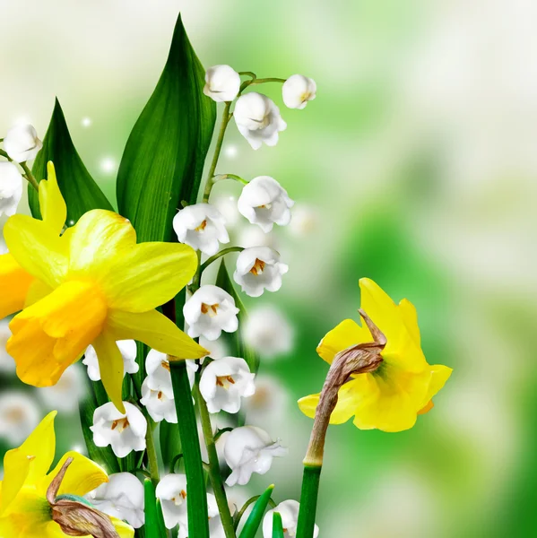 Zomer landschap. Lily of the valley. Narcissus — Stockfoto