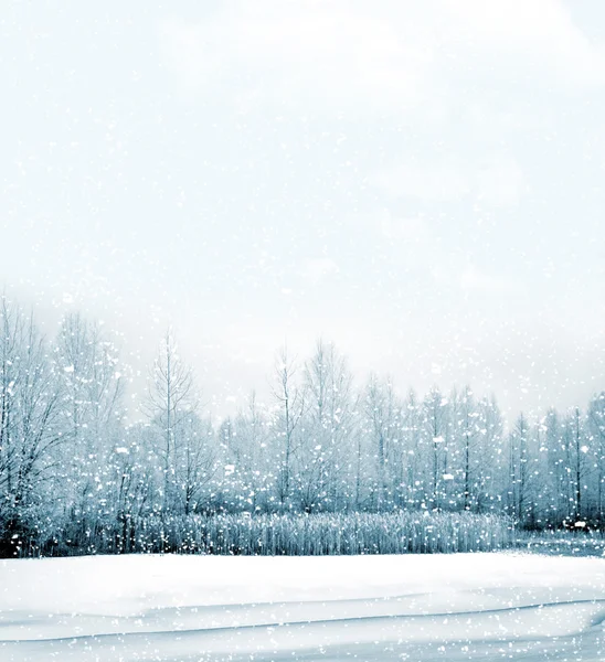 Vinterskogen. Vinterlandskap . – stockfoto