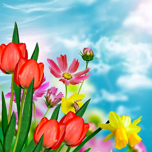 Madeliefjebloemen op blauwe hemelachtergrond. Narcissus — Stockfoto