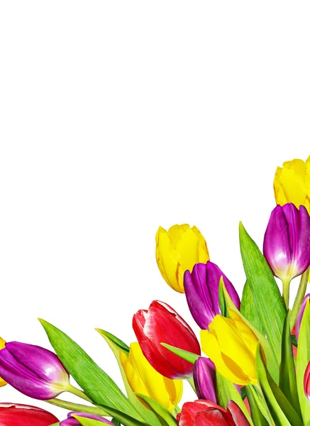 Våren blommor tulpaner isolerade på vit bakgrund — Stockfoto