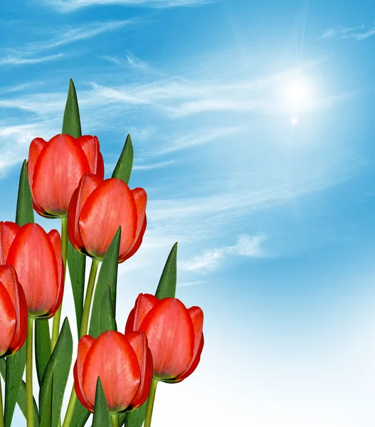 Flores tulipanes contra el cielo azul con nubes — Foto de Stock