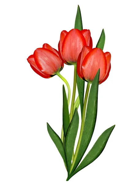 Spring flowers tulips isolated on white background — Stock Photo, Image