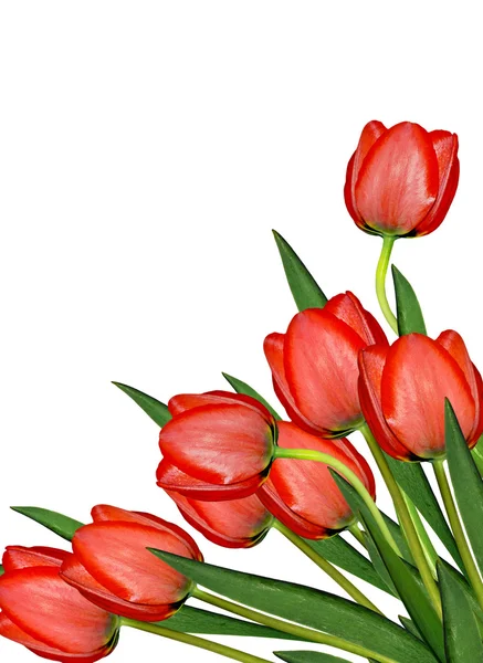 Flores de primavera tulipanes aislados sobre fondo blanco — Foto de Stock