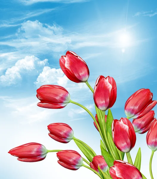 Flowers tulips against the blue sky with clouds — Stock Photo, Image