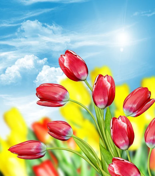 Flowers tulips against the blue sky with clouds Royalty Free Stock Photos