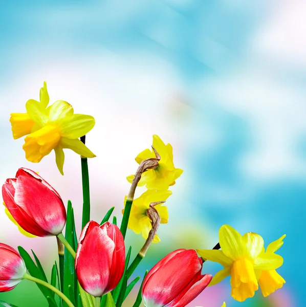 Daisy blommor på blå himmel bakgrund. Narcissus — Stockfoto