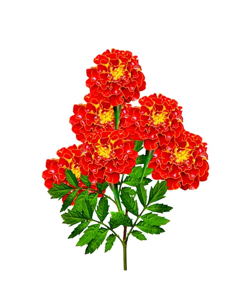 Marigold flowers isolated on white background — Stock Photo, Image