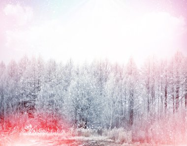 kış orman. Kış manzarası.