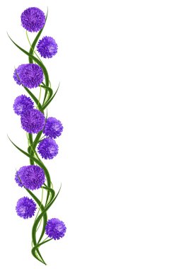 aster beyaz arkaplanda izole edildi