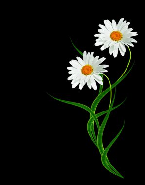 siyah arka plan üzerine izole papatya çiçeği