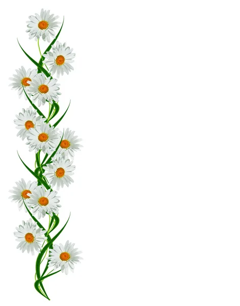 Százszorszépek nyár fehér virág elszigetelt fehér háttér — Stock Fotó