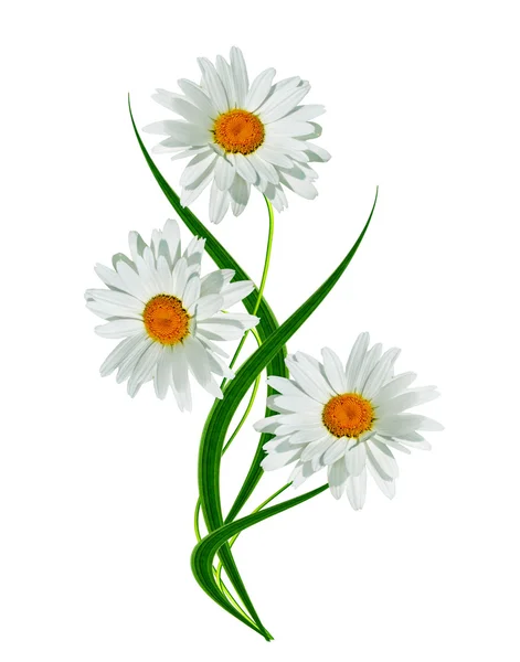 Margaridas verão flor branca isolada no fundo branco — Fotografia de Stock