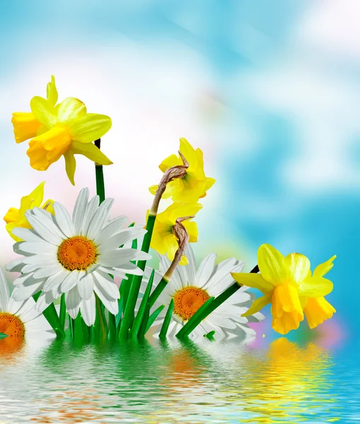 Daisy flowers on blue sky background. narcissus — Stock Photo, Image
