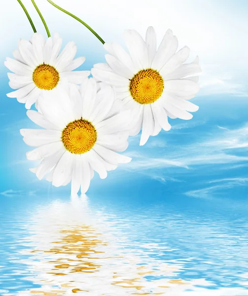 Wildflowers daisies. Summer landscape. — Stock Photo, Image