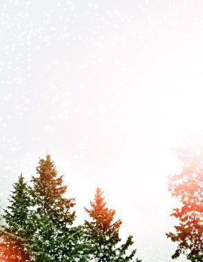 kış orman. Kış manzarası.