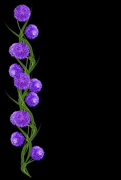 Flores de montaña aisladas sobre un fondo negro — Foto de Stock