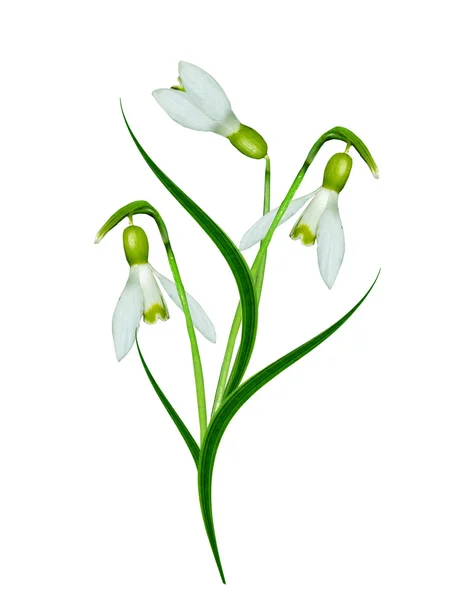 Spring flowers snowdrops isolated on white background — Stock Photo, Image