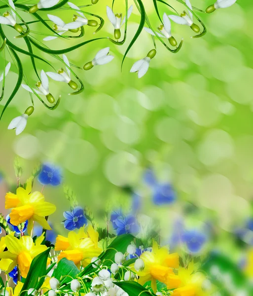 夏日风景。山谷的百合花。水仙 — 图库照片