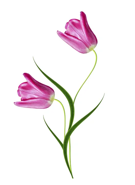 Spring flowers tulips isolated on white background — Stock Photo, Image