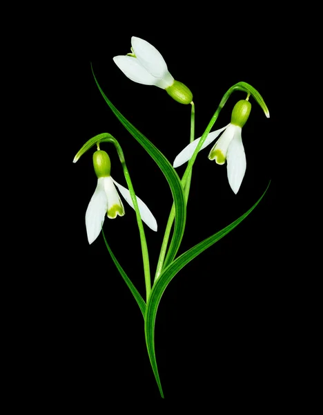 Flor de gota de neve isolada no fundo preto — Fotografia de Stock