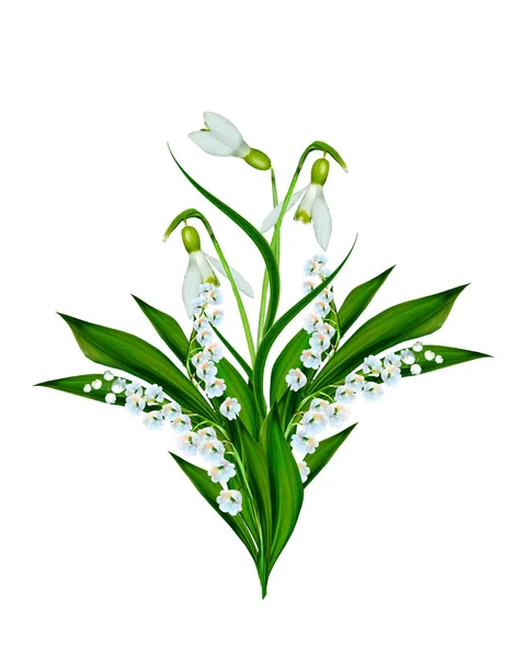 春天的花朵孤立的白色背景上的雪莲花 — 图库照片