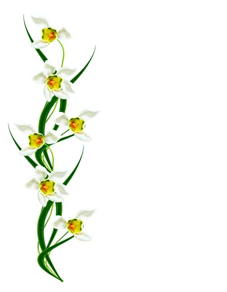 Flores da primavera gotas de neve isoladas no fundo branco — Fotografia de Stock